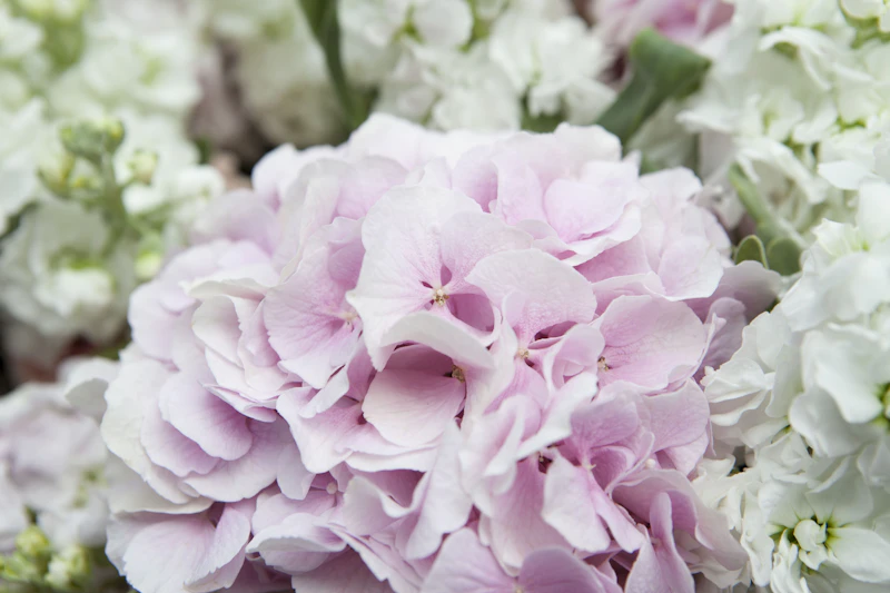 Bouquet Le mono, une seule variété, une seule couleur