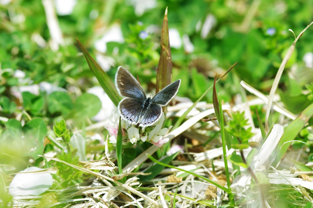 Brauner und weißer Schmetterling sitzt tagsüber auf grünen Pflanzen