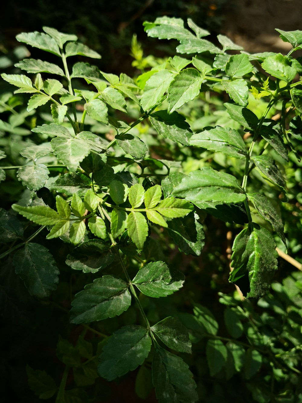 green leaves in close up photography