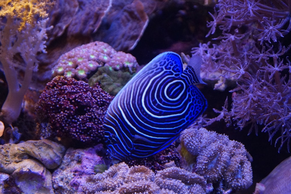 blue and white striped fish