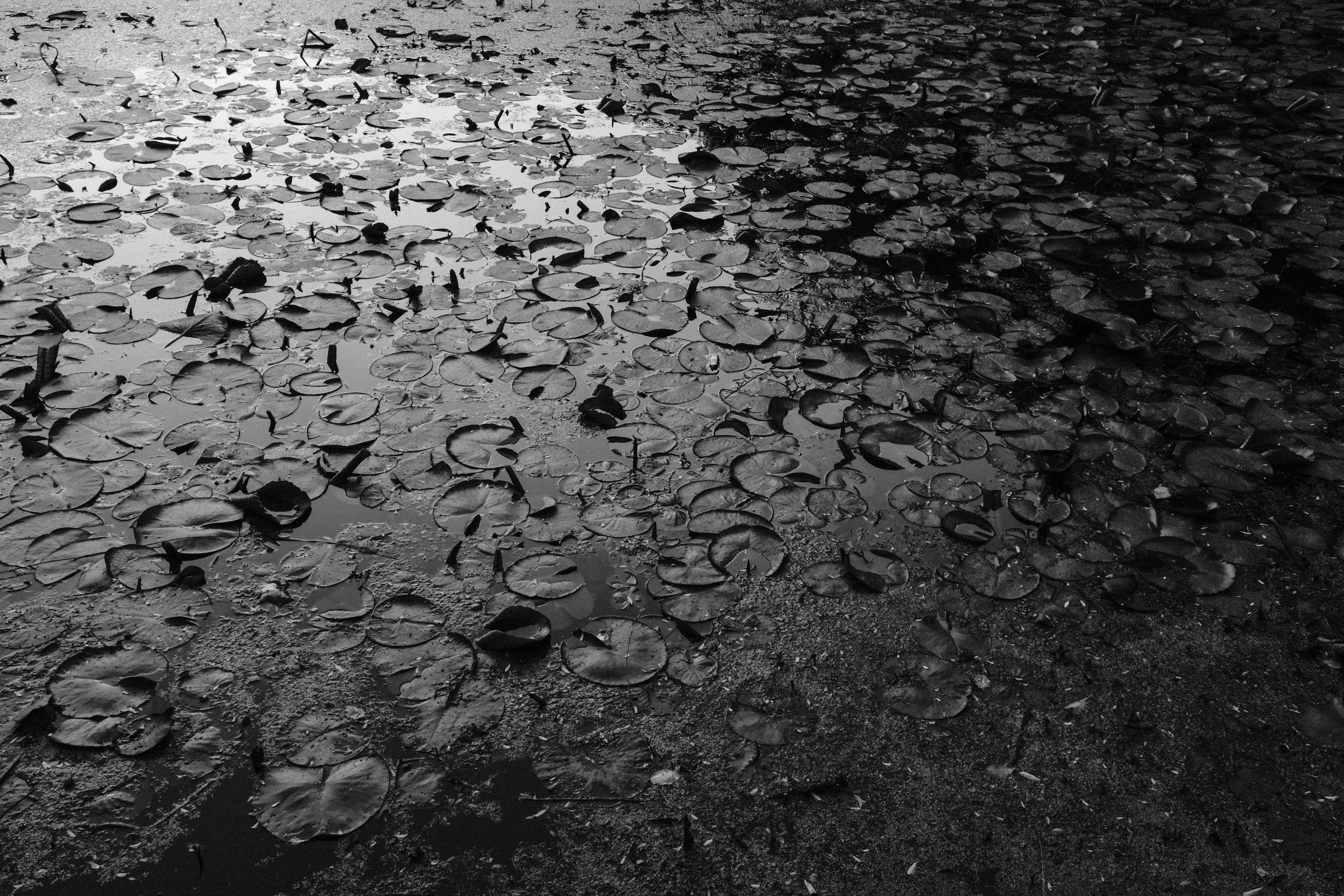 Photo by kennyzhang29