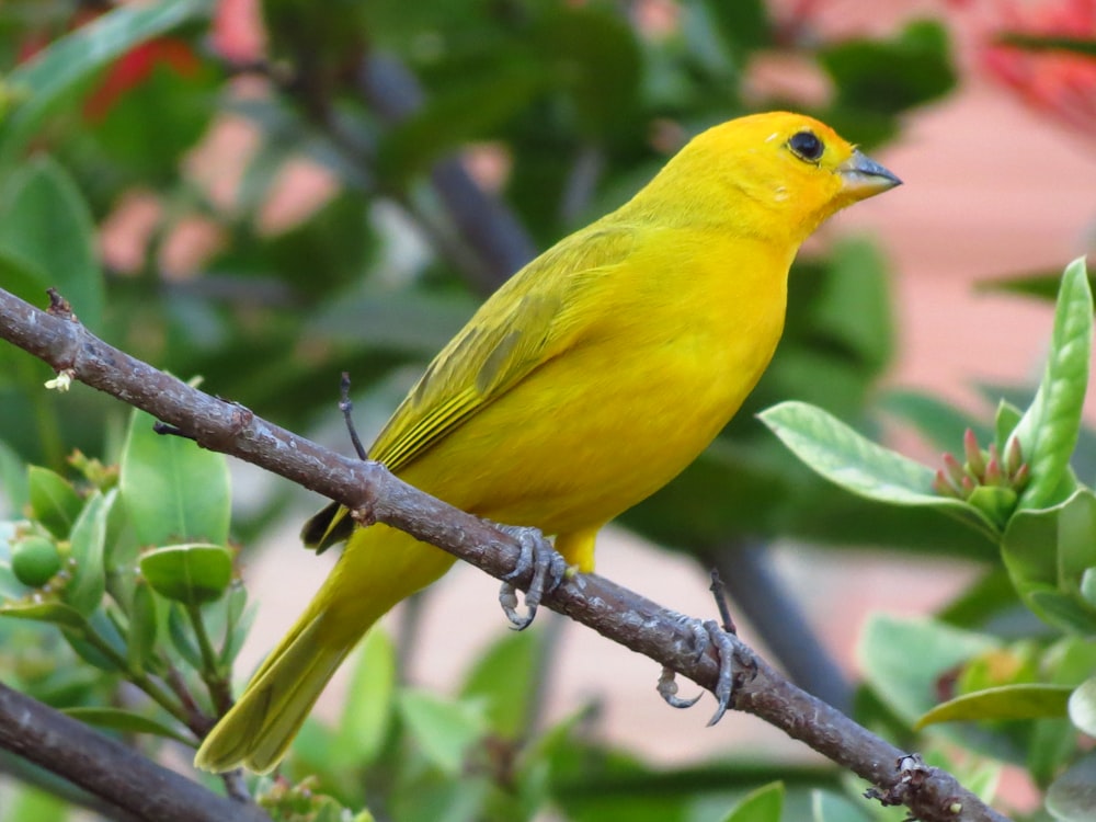 yellow bird on brown tree branch