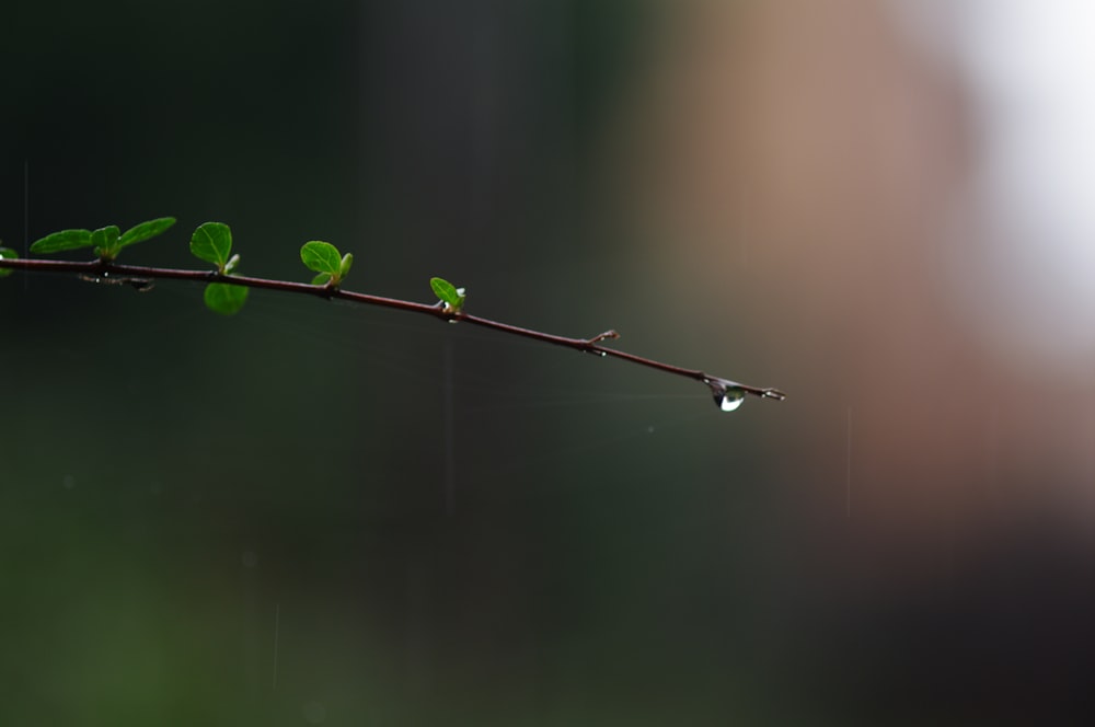 green leaf plant in close up photography