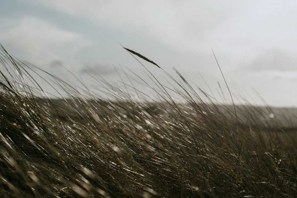 The image depicts a field with tall, dry grass swaying gently in the breeze under an overcast sky. The perspective is from below, looking up at the grass and clouds, creating a sense of height and vastness. The colors are predominantly brown and gray, reflecting the natural tones of the landscape.