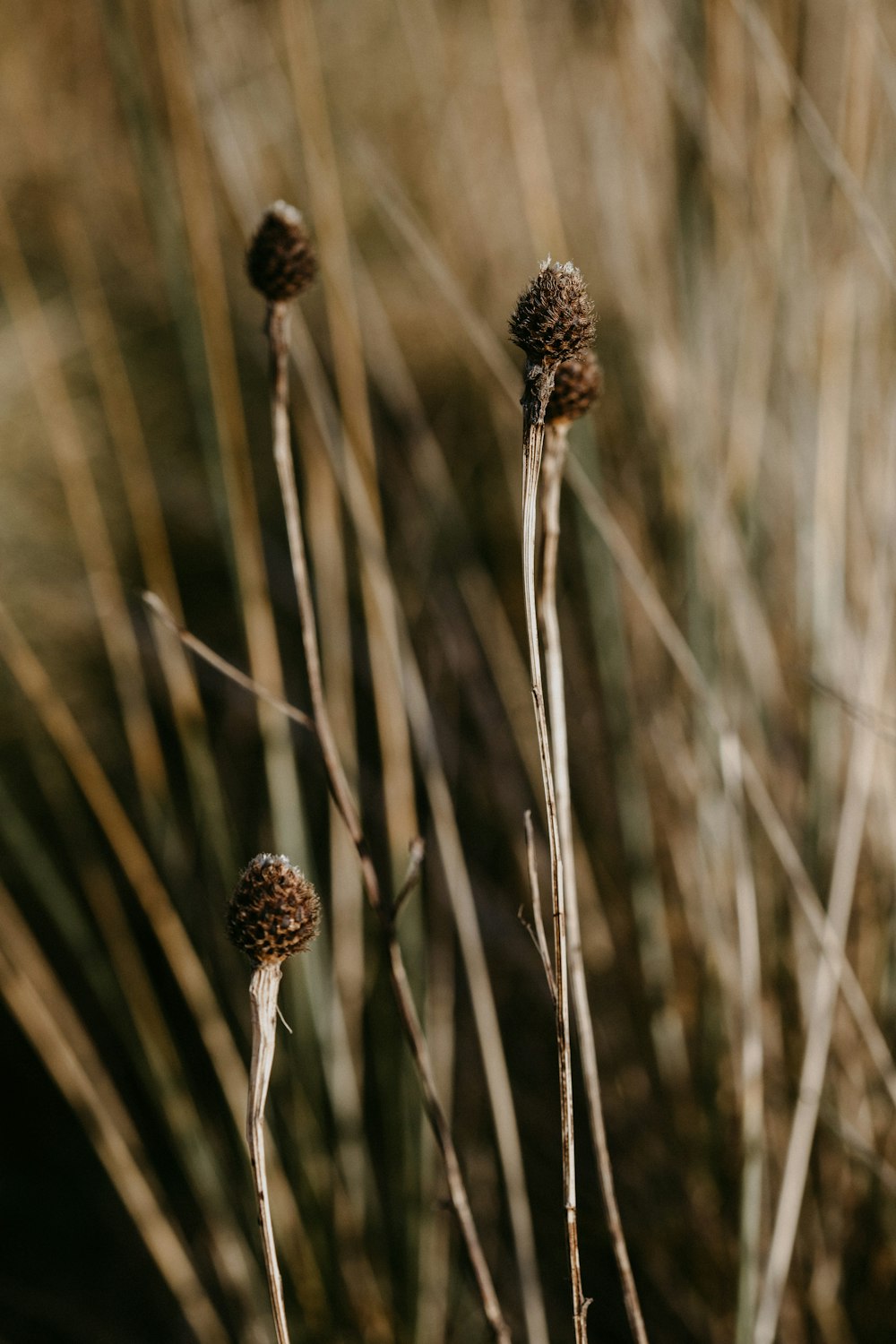 brown wheat in close up photography