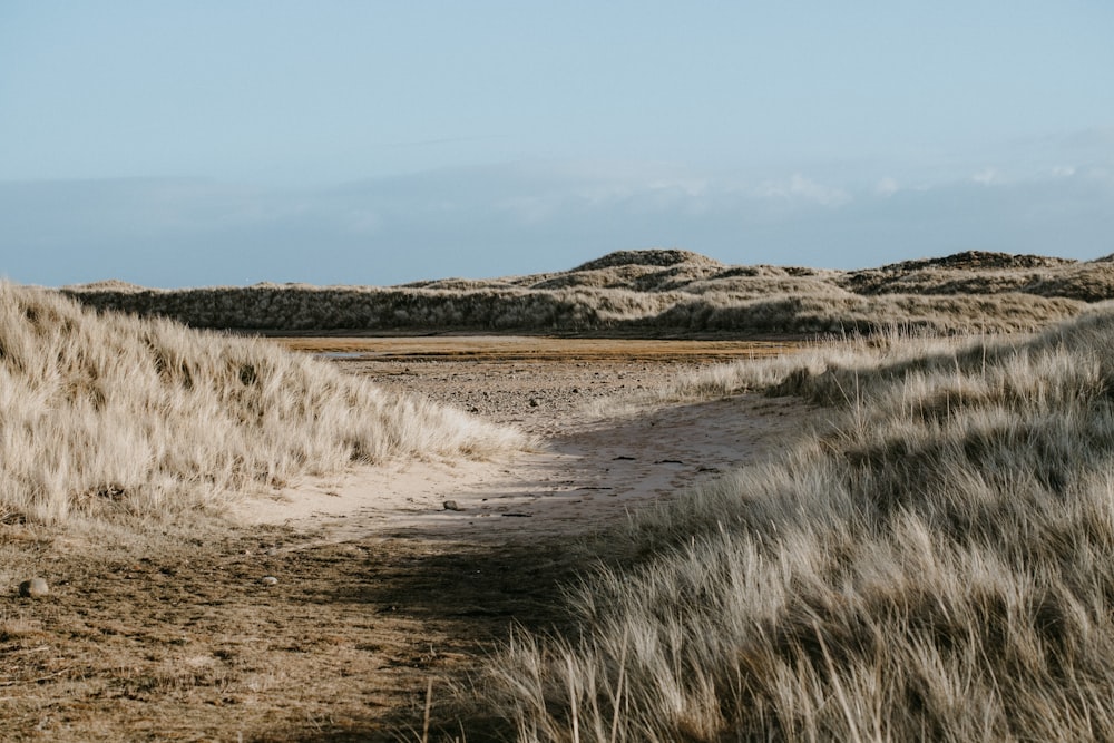 brown grass field near body of water during daytime