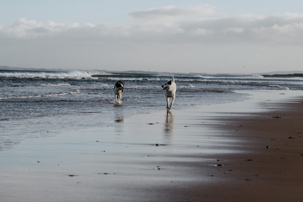 white and black short coated dog on beach during daytime