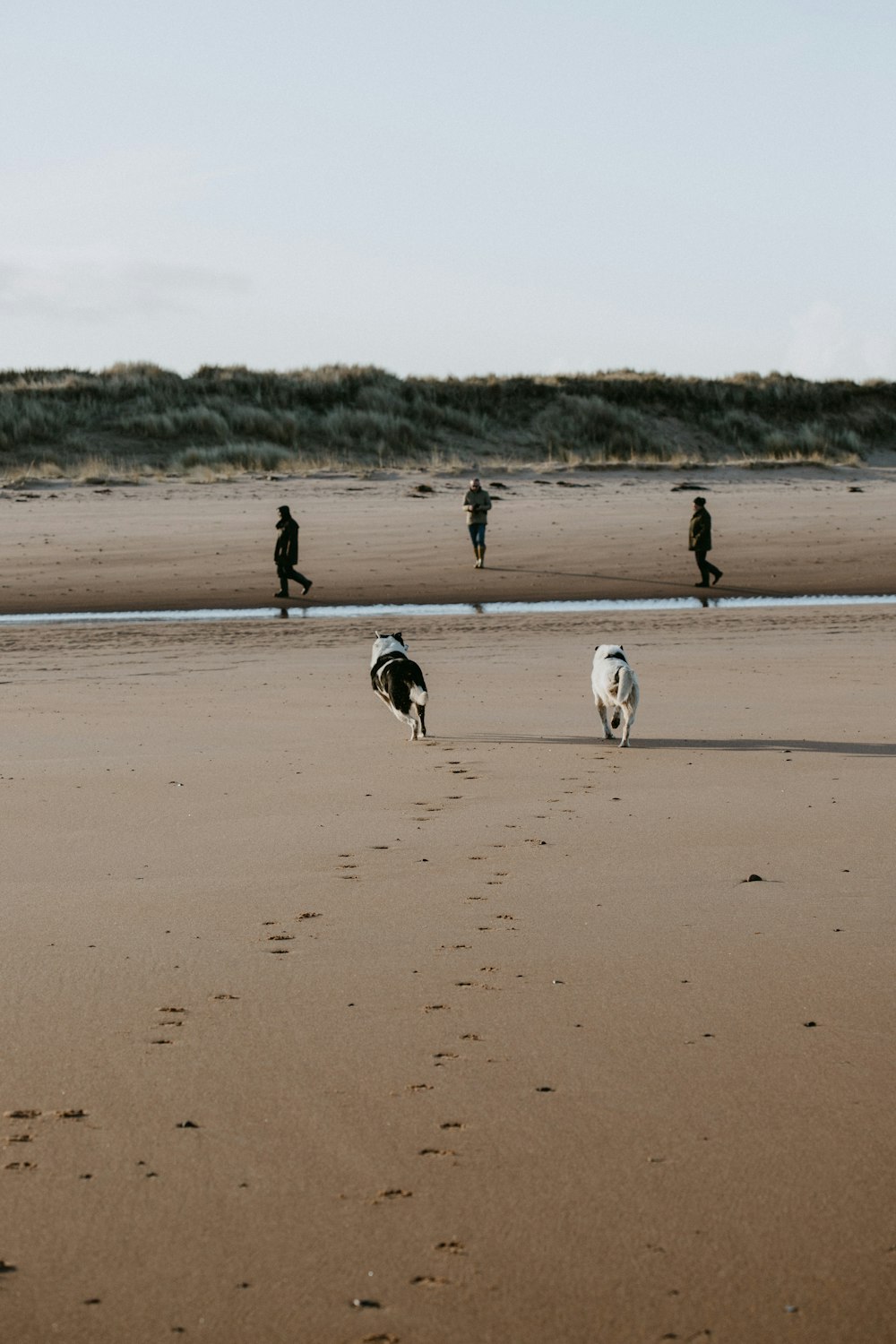 2 white and black dogs on brown sand during daytime