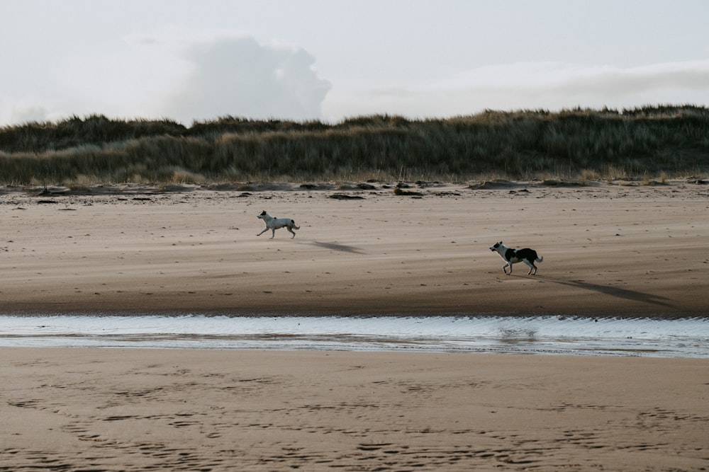 white and black birds on beach during daytime