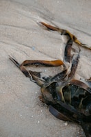 brown and white seashell on white sand