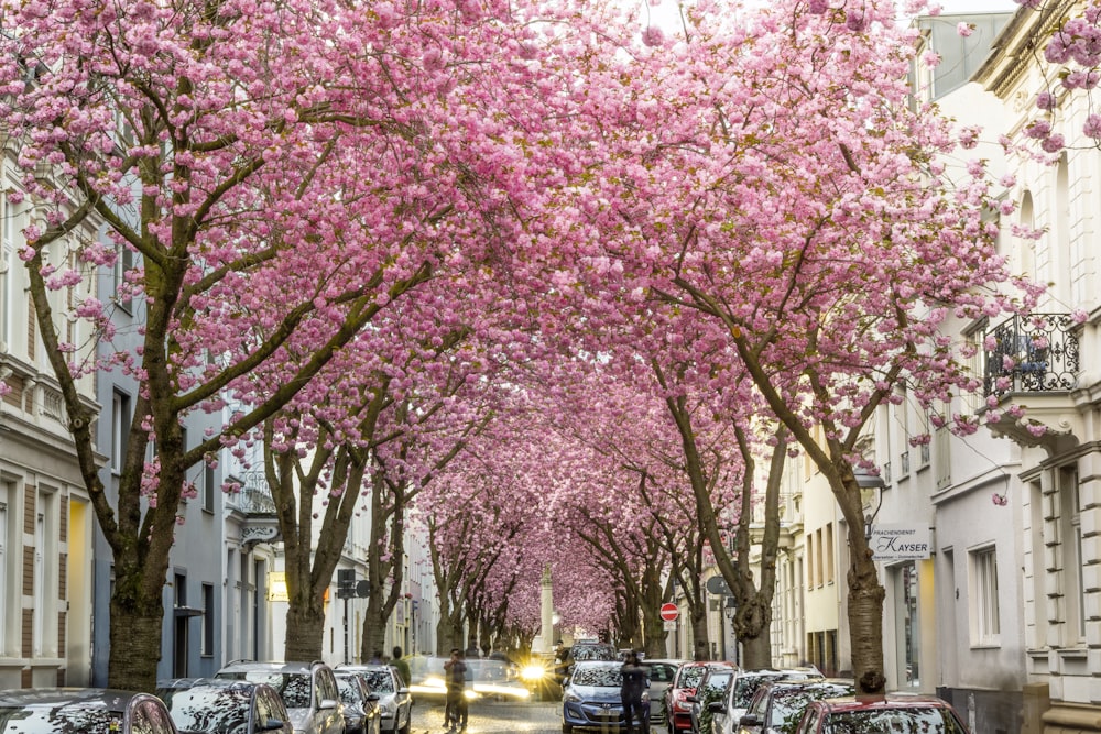 昼間、路上駐車した車の近くにピンクの桜の木