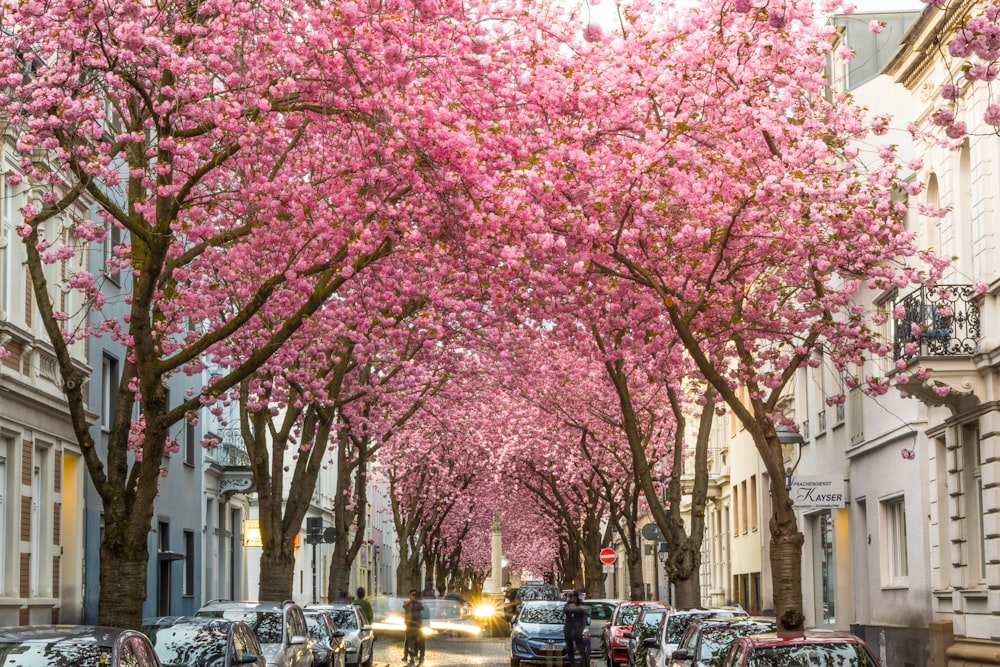 pink cherry blossom tree near cars parked on street during daytime