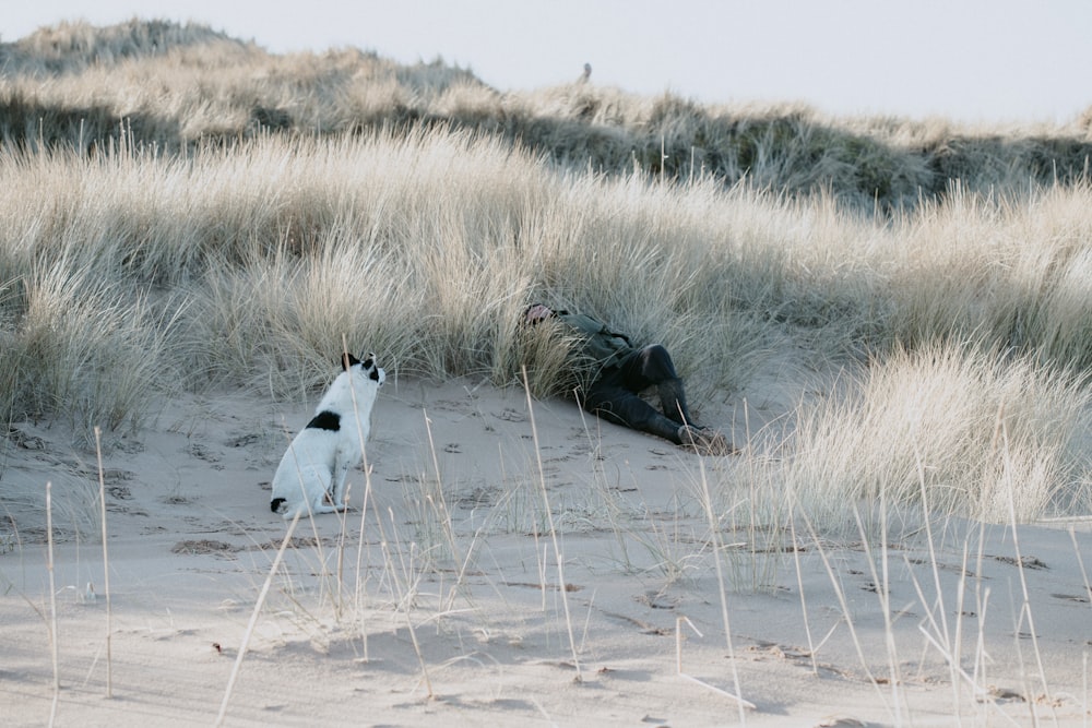 white and black short coated dog on brown sand during daytime
