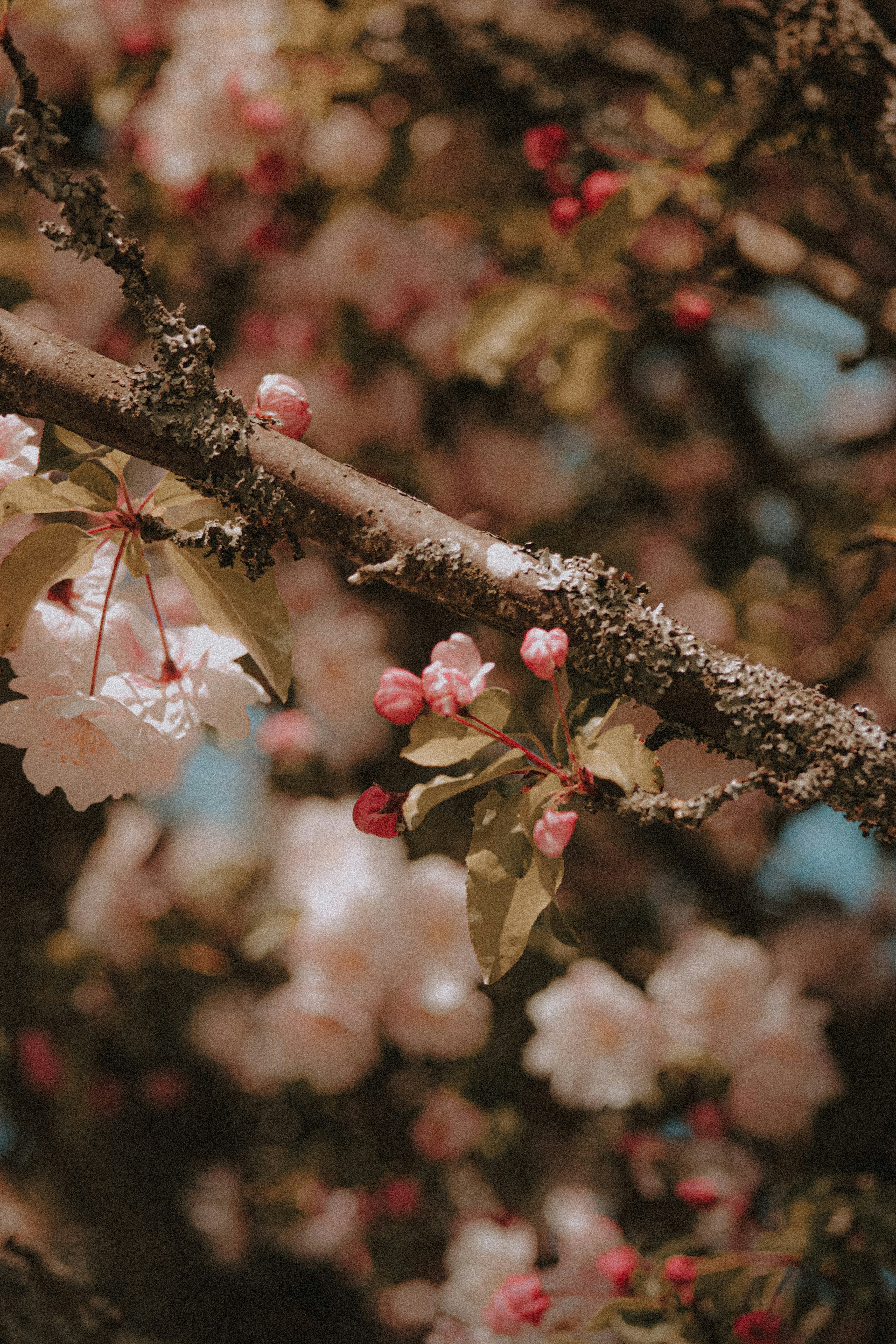 茶色の木の枝に白とピンクの花の写真 Unsplashで見つけるパリの無料写真