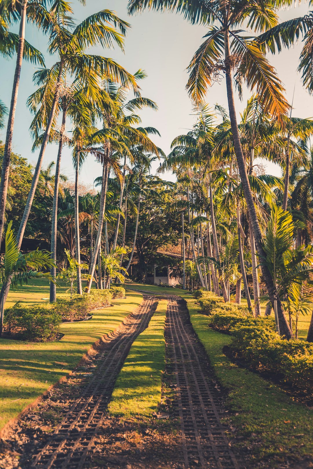 green palm trees near pathway