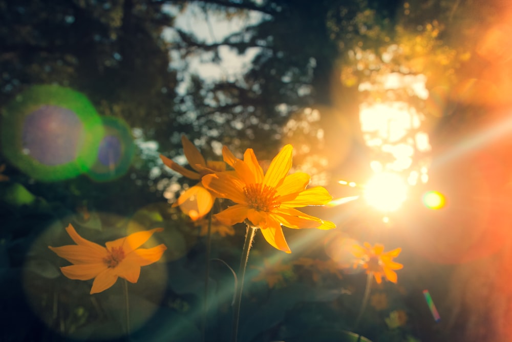 yellow flower in tilt shift lens