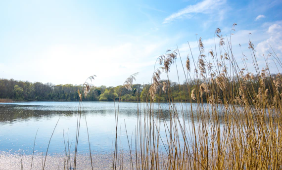 green trees near body of water during daytime