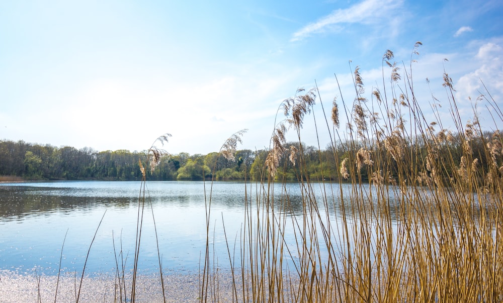 green trees near body of water during daytime