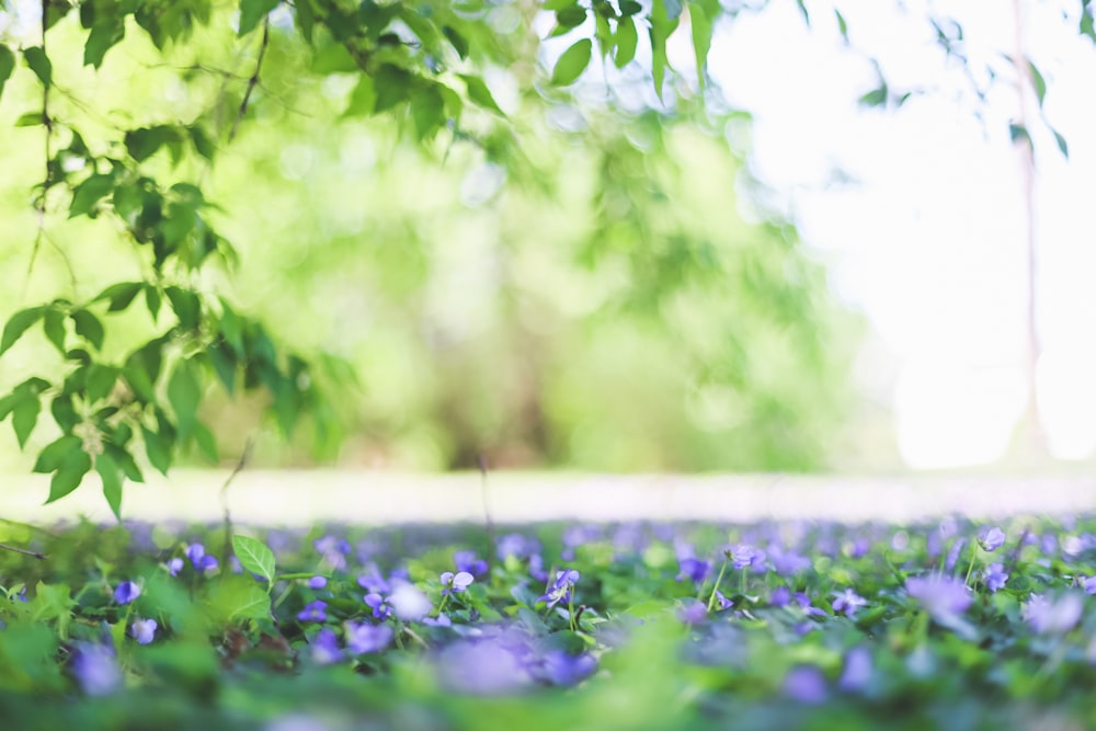 purple flower field during daytime