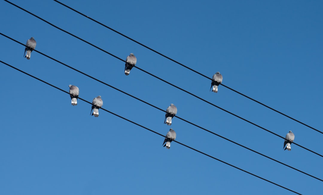 black and white light bulb under blue sky during daytime