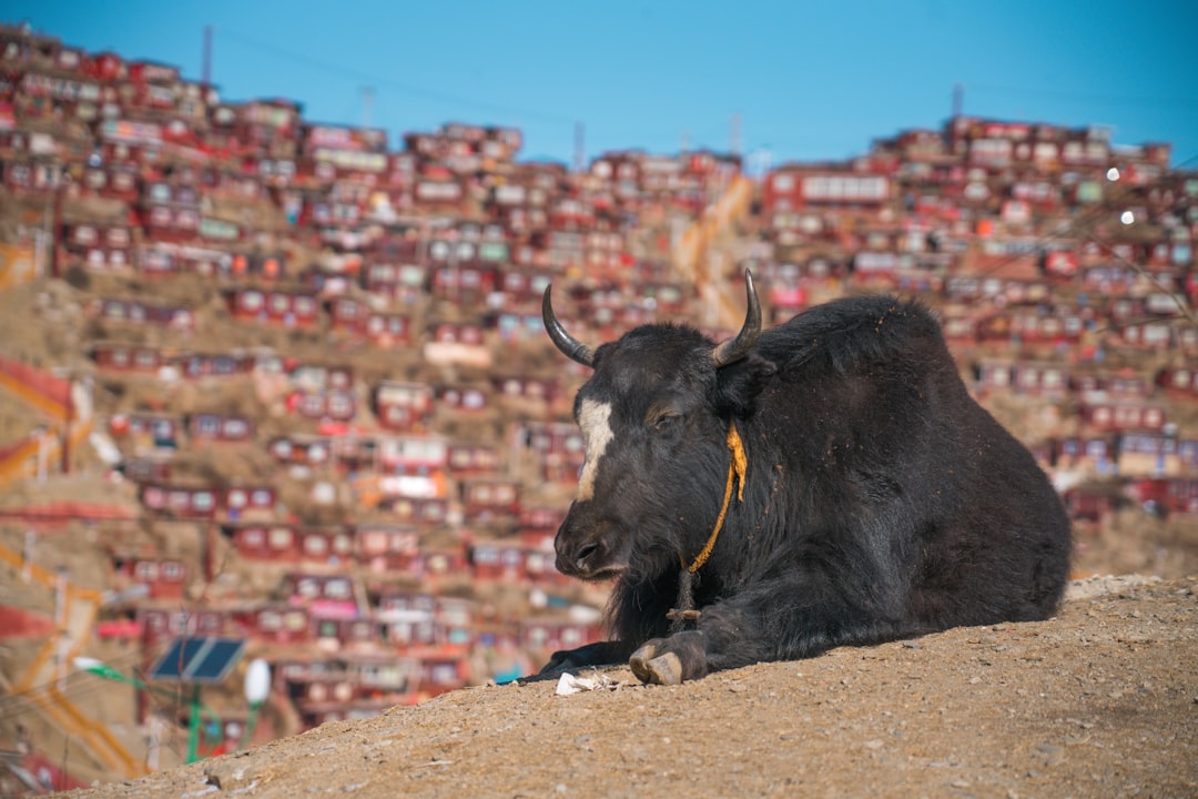 black cow on brown sand during daytime