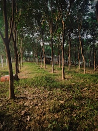young rubber tree
