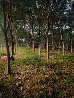 brown trees on green grass field during daytime