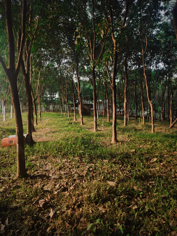 brown trees on green grass field during daytime