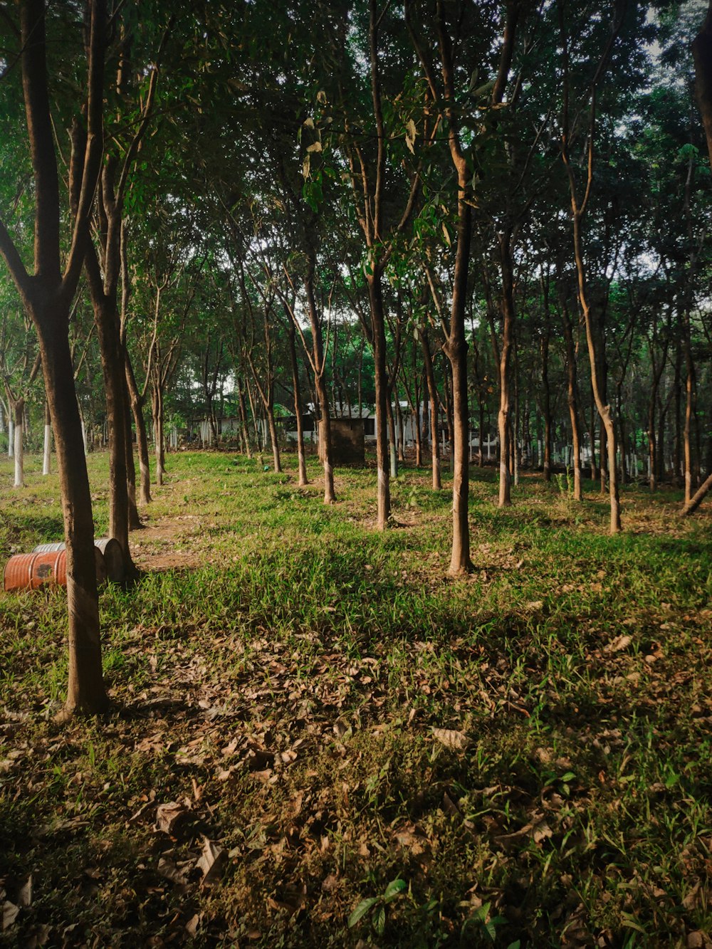 brown trees on green grass field during daytime