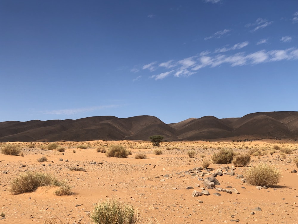 brown sand and green plants during daytime