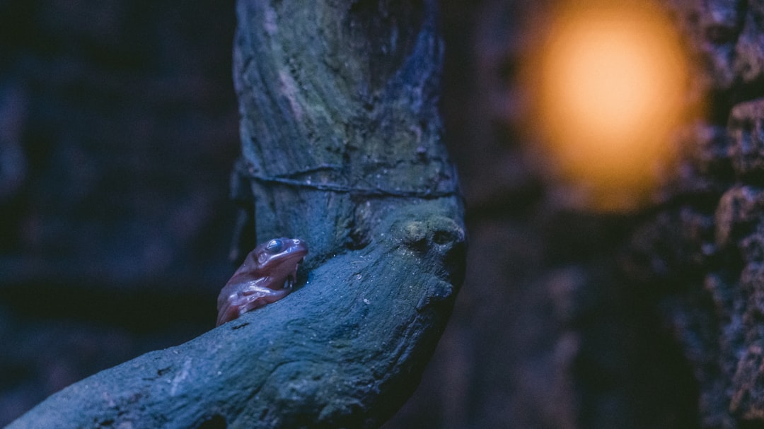 brown frog on brown tree trunk