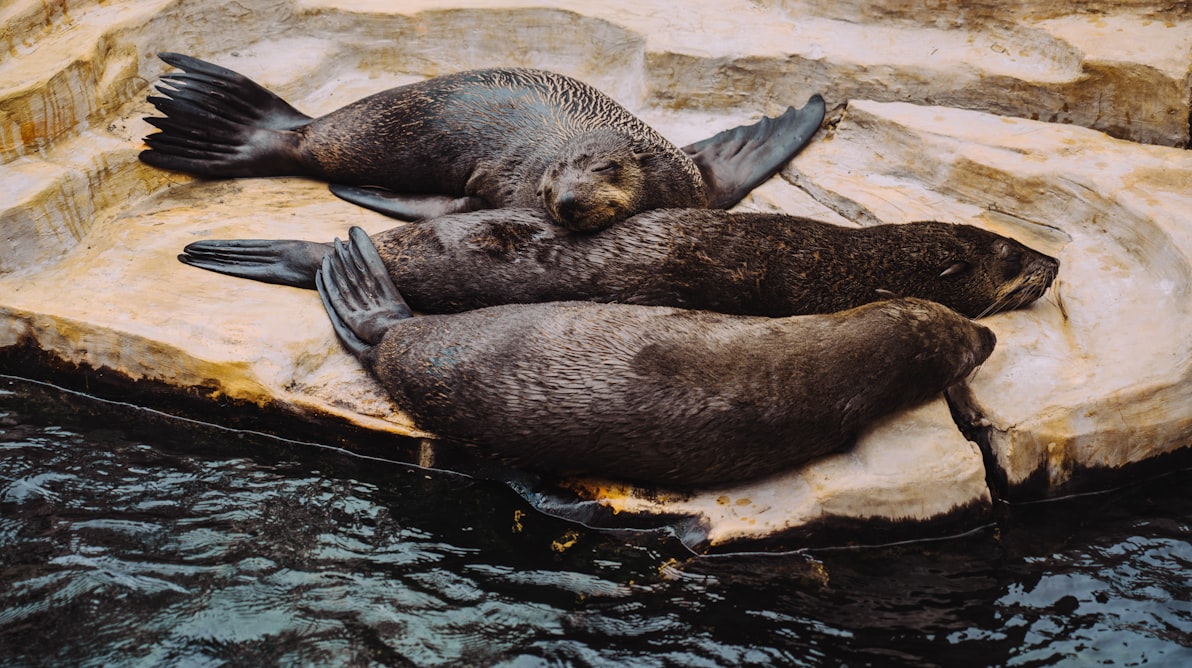 When the Otters Vanished, Everything Else Started to Crumble