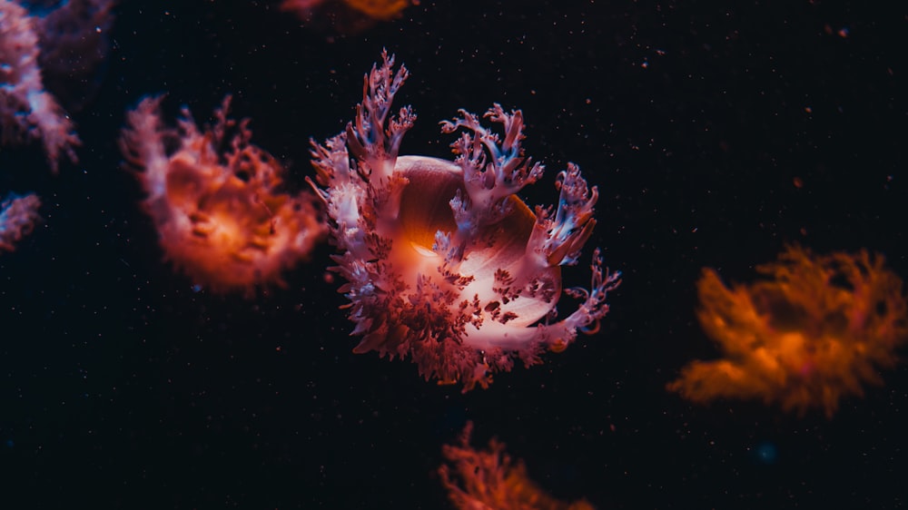 white and brown coral reef