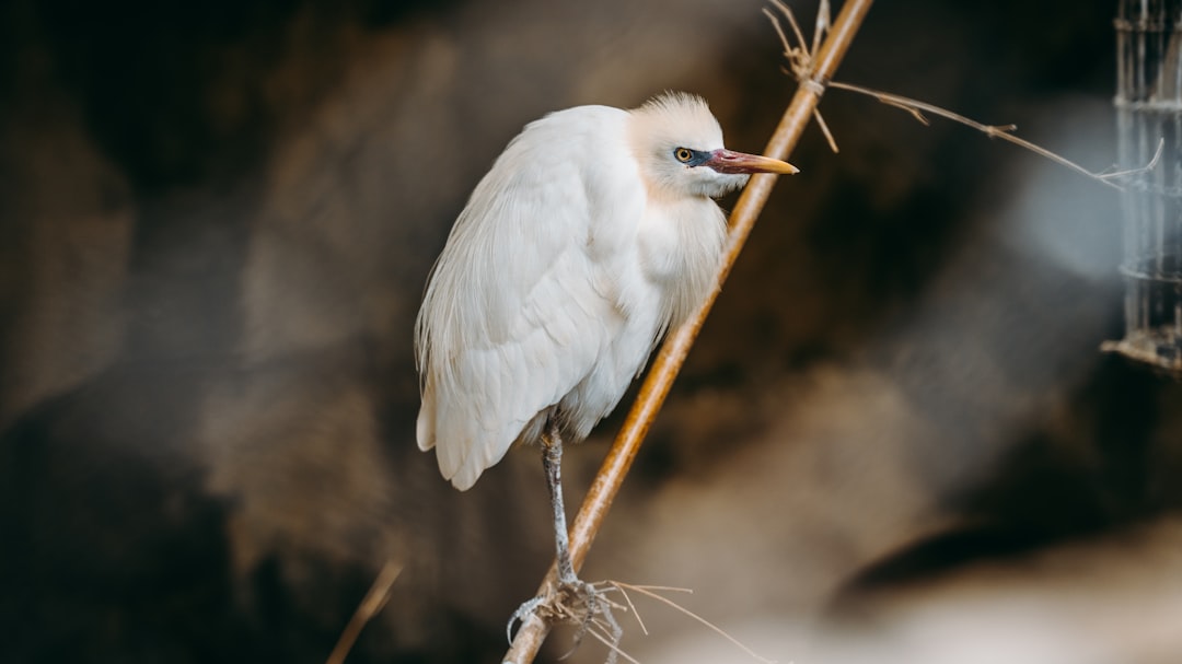 white bird on brown twig