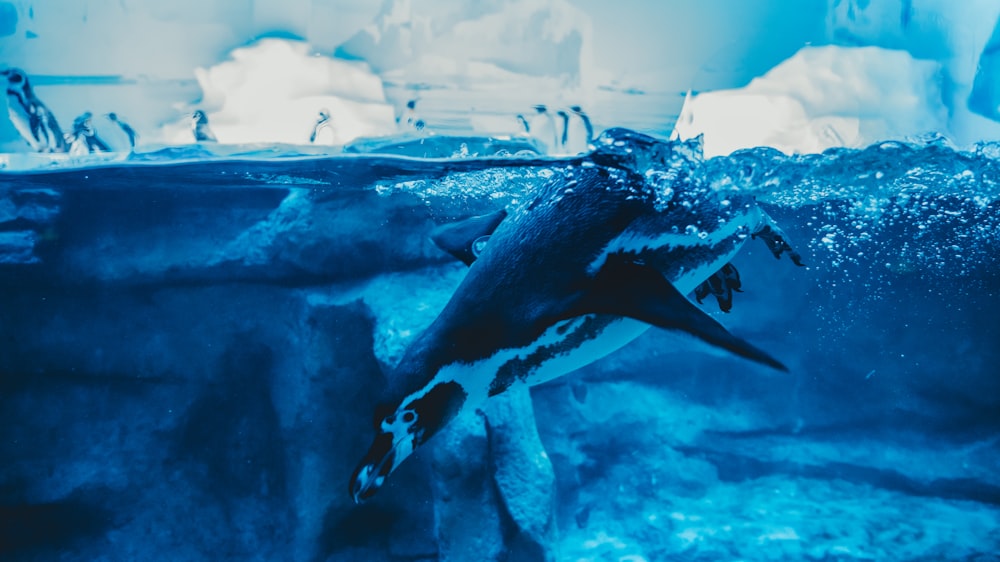 black and white penguin in water