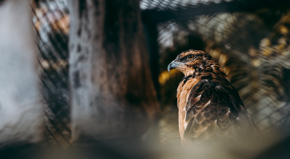 brown and white bird in close up photography