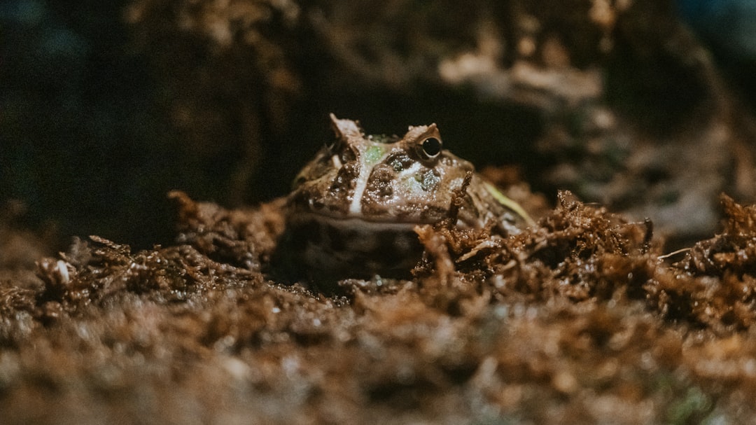 brown and white frog on brown soil