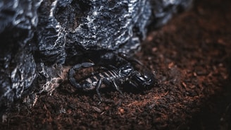 black and white striped crab on brown soil