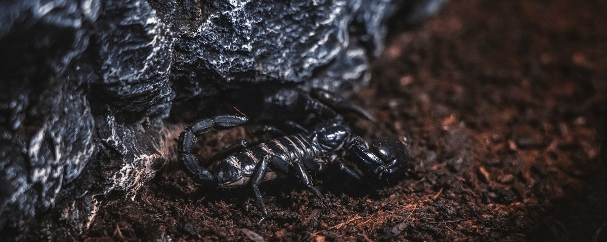 black and white striped crab on brown soil