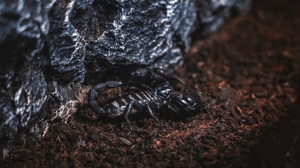 black and white striped crab on brown soil