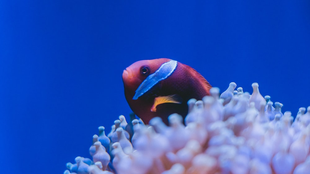 orange and white clown fish