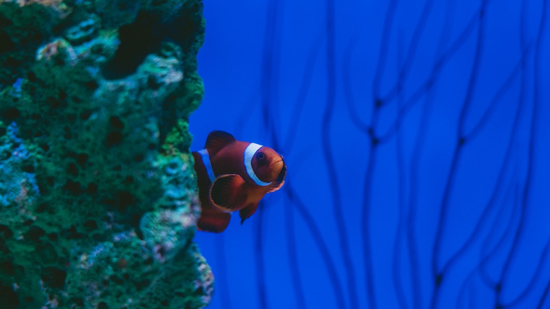 black and orange clown fish