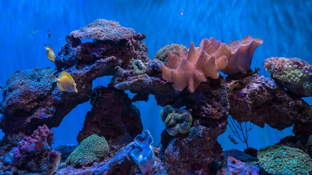 yellow and black fish under water