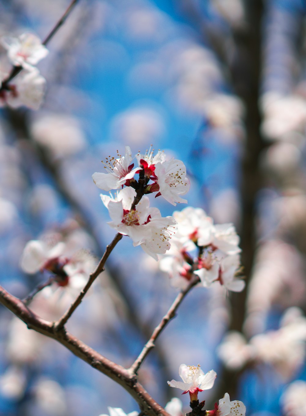white and red cherry blossom in close up photography