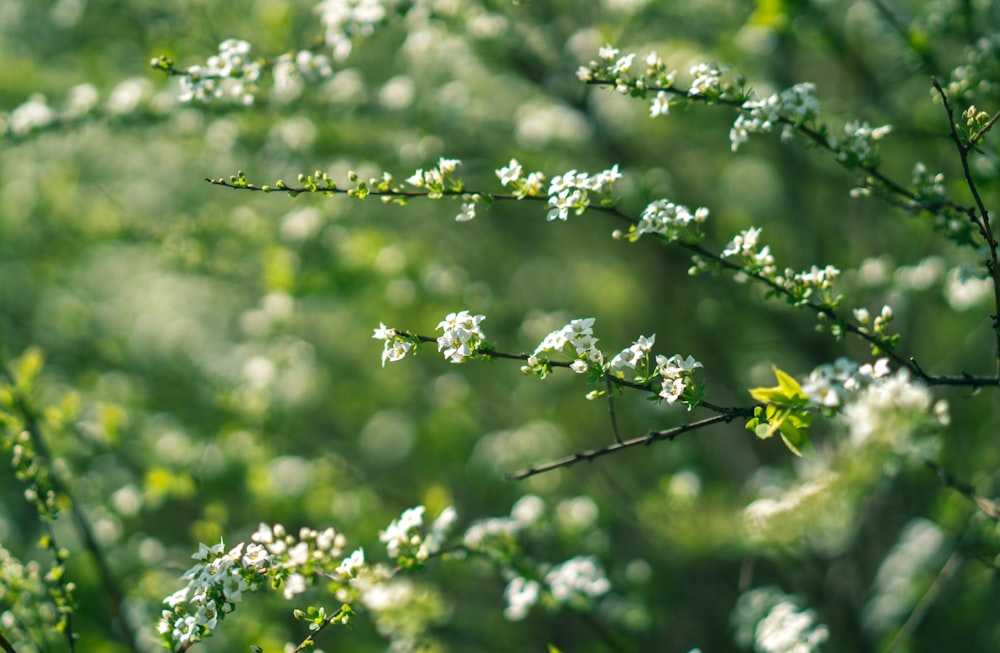 Hojas verdes en la lente de cambio de inclinación