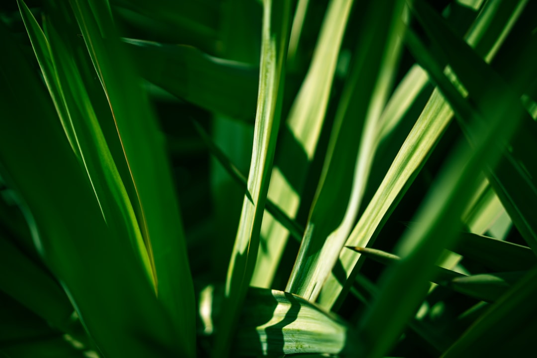 green grass in close up photography