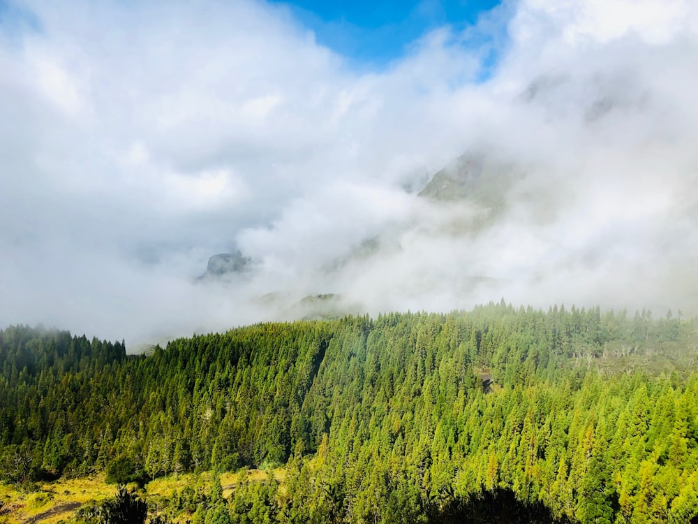 Grüne Bäume unter weißen Wolken während des Tages