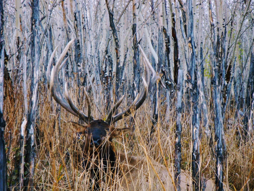 Bull elk bugling in a mountain meadow during the September rut