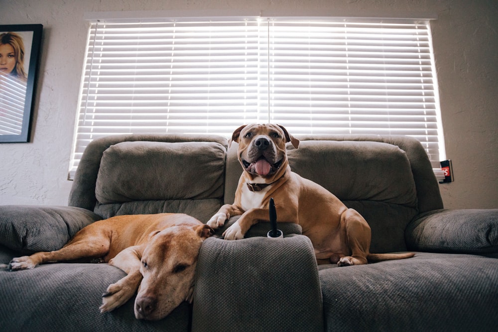 brown and white short coated dog on gray couch