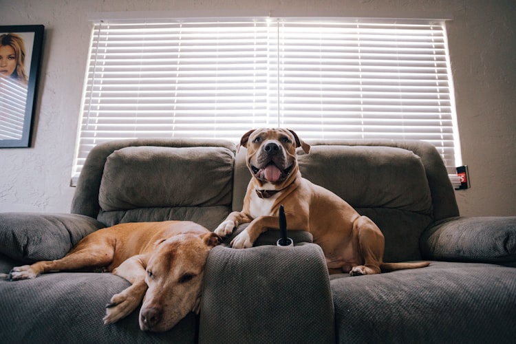 Dogs Facts: Why Do Dogs Sneeze When We Come Home?